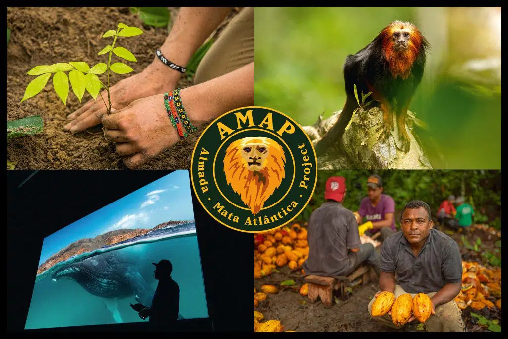 AMAP 10 AMAP 2